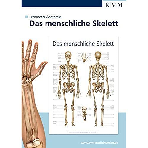 Anatomie Lernposter: Das menschliche Skelett